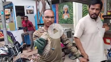 राजसमंद: राजसमंद में वन विभाग की टीम ने दुर्लभ बाज के बच्चे का सफल रेस्क्यू किया