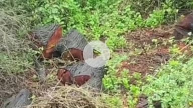 શિનોર: સિનોરના દિવેર ગ્રામ પંચાયતની પરવાનગી વગર કાપેલા વધારાના ૦૭ વૃક્ષો પેટે ઈજાદાર પાસે 15 હજાર દંડ પેટે વસૂલ કરાયા