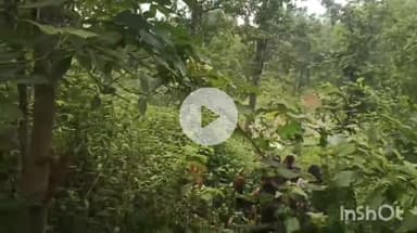 उदयपुर धरमजयगढ़: बाघ के पदचिन्ह देखे जाने के बाद वन विभाग और हाथी मित्र दल की टीम तलाश में जुटी