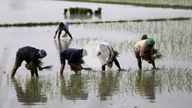 इचाक: महिला किसानों ने अपनाई उन्नत खेती की तकनीक, एसआरआई/लाइन विधि से धान की खेती में दिखा सकारात्मक बदलाव