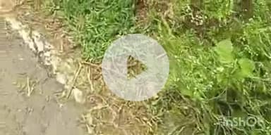 फतुहा: बांकीपुर मछरियावां मार्ग पर पैइन में जल स्तर बढ़ने से हुआ बड़ा गड्ढा, सड़क धंसने का खतरा