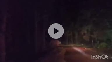 उदयपुर धरमजयगढ़: औरानारा में रिहायशी इलाके के करीब नर हाथी दिखा, विभाग ने जारी किया अलर्ट