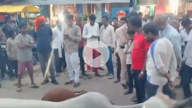 टीकमगढ़: बुडेरा बस स्टैंड पर तेज रफ्तार ट्रक ने गाय को कुचला, ट्रक चालक पुलिस द्वारा गिरफ्तार