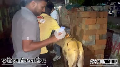 गाये के साथ बहुत बड़ा हादसा हो गया

Respect Girls help poor help animals 

#apsgurjar #help #viral #support #gwalior