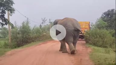 किस्को: किस्को क्षेत्र में जंगली हाथी का आतंक, ग्रामीणों ने वन विभाग से की सुरक्षा की मांग