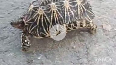 त्योंथर: सोहागी में मिला अनोखा कछुआ, श्रावण मास में लोग मान रहे भगवान भोलेनाथ का स्वरूप