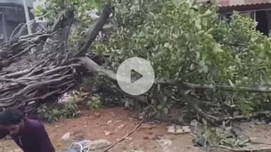 जगाधरी: साढौरा बाजार में सड़क किनारे खड़ा पुराना पेड़ गिरा, रास्ता हुआ बंद