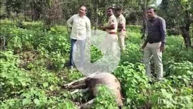 समुद्रपूर: गिरड टेकडीच्या मागली परीसरात वाघाच्या हल्ल्यात श्रीराम मंदिर देवस्थानच्या गोशाळेची गाय ठार; अधिकाऱ्यांची घटनास्थळी भेट