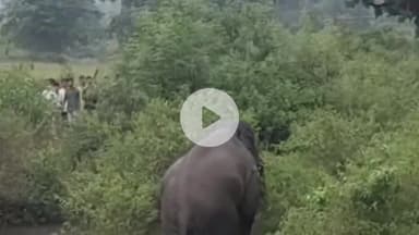 लोहरदगा: डहरबाटी में जंगली हाथी का आतंक, तीन कच्चे मकान तोड़े, अनाज खाया, ग्रामीणों में दहशत