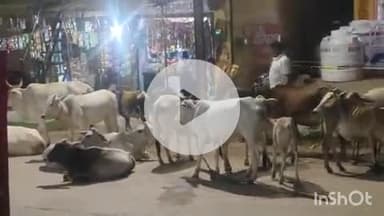 हुज़ूर: रीवा में कलेक्टर के आदेश का उल्लंघन, विश्वविद्यालय थाना क्षेत्र में सड़कों पर घूम रहे सैकड़ों गौवंश