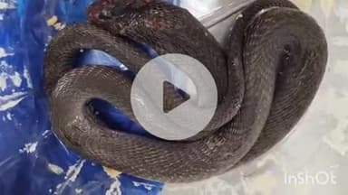 अधौरा: चैनपुर वार्ड 4 के दुकान में रखे सामान को हटा रही बच्ची को जहरीले सांप ने काटा, इलाज के दौरान हुई मौत