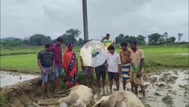 बगोदर: मुंडरो बखरीडी में हाईटेंशन तार की चपेट में आने से किसान के दो बैलों की मौत
