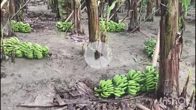 पुरैनी: पुरैनी थाना क्षेत्र में अज्ञात बदमाशों ने किसान को 256 केले के घैर काटकर बर्बाद कर किया मजबूर