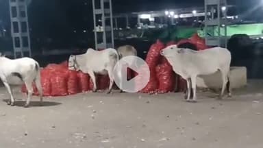 सीतामऊ: सीतामऊ कृषि उपज मंडी में राम भरोसे किसान, गाय खा रही उपज, वीडियो वायरल