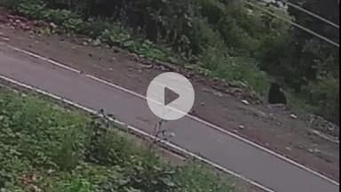 मझगवां: मझगवां बायपास के पास अनाज गोदाम के पास दिखा जंगली भालू, गोदाम में घुसने की कोशिश CCTV में कैद