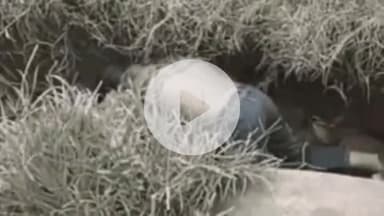 जगाधरी: यमुनानगर: कामी माजरा में नाले में मिला 5 वर्षीय बच्चे का शव, हत्या की आशंका