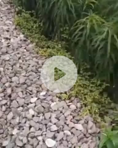 जगाधरी: पानसरा फाटक के पास झाड़ियों में मिला शव, रेल से गिरने की आशंका, पुलिस ने शुरू की कार्रवाई