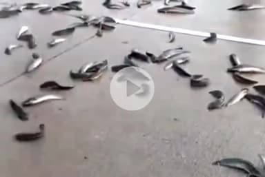 कन्नौज: मानीमऊ में मछली लेकर जा रही पिकअप पलटी, सड़क पर कंचे की तरह बिखर गईं मछलियां