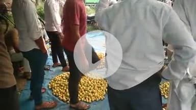 वैर सब्जी मंडी में  नींबू खरीद करते हुए खरीददार  नींबू का भाव नहीं होने पर व्यापारियों के मन हुए उदास