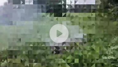 छिबरामऊ: ककरैइ बाग में एलटी लाइन की चपेट में आने से दुधारू भैंस की हुई मौत, किसान ने बताया ₹1 लाख का हुआ नुकसान