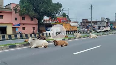 कोडरमा: झुमरी तिलैया में नेशनल हाईवे पर मवेशियों के कारण हो रही दुर्घटनाएं, झामुमो अध्यक्ष ने उपायुक्त से कार्रवाई की मांग की