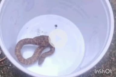 ग्वालियर गिर्द: ग्वालियर: लक्ष्मण तलैया पर दिखा अजगर, लोगों ने किया रेस्क्यू