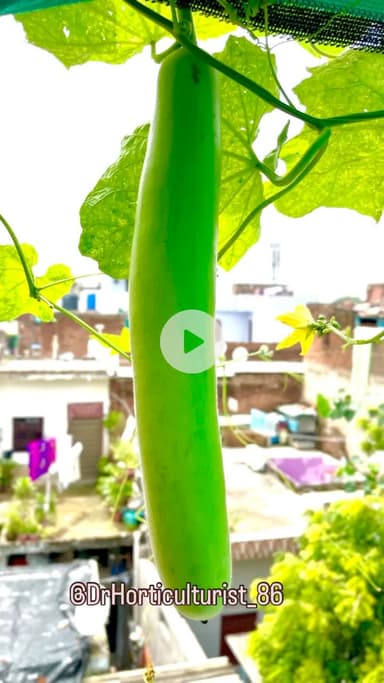 मेरा सैयारा….