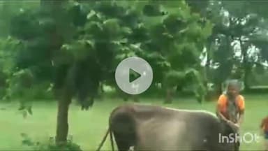 गुना: बल्लापुर गांव में बछड़े पर कुल्हाड़ी से हमला, कैंट थाने में मामला दर्ज, कुल्हाड़ी शरीर में फंसी