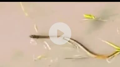 हनुमानगढ़: हनुमानगढ़ जंक्शन की खोसा कॉलोनी में बरसात के मौसम में जहरीला सांप आने से कॉलोनी वासियों में मचा हड़कंप