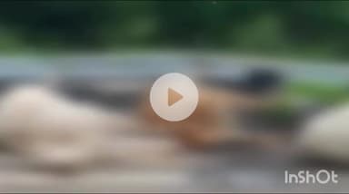 गुना: नेशनल हाईवे 46 पर साक्षी कॉलेज के पास सड़क पर मिलीं आधा दर्जन गायों के शव, लोगों में नाराज़गी