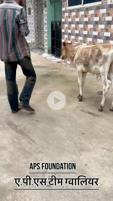 इसके बहुत ज्यादा कीड़े पैड गाये थे… 

Respect Girls help poor help animals 

#apsgurjar #help #viral #support #gwalior