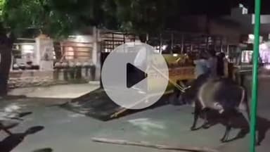 मारवाड़ जंक्शन: मारवाड़ जंक्शन ऊपखण्ड मुख्यालय में आवारा मवेशियों के खिलाफ नगर पालिका ने शुरू किया अभियान, पहुंचाया गौशाला