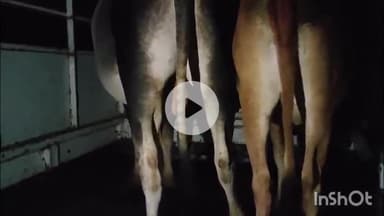 जगदलपुर: पोडागुड़ा में गौ तस्करी करते 4 तस्करों को बजरंग दल ने पकड़ा, देर रात परपा थाने में हुआ हंगामा