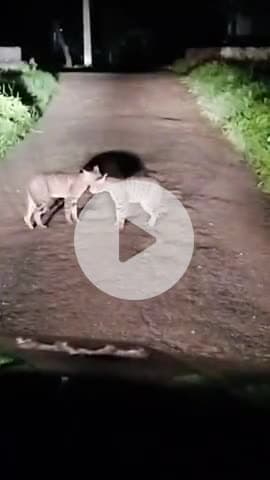 बाह: जोधपुरा में जंगली जानवरों की दहशत, तेंदुआ समझकर ग्रामीणों में खौफ, वीडियो हुआ वायरल