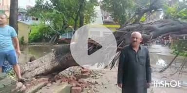 फतुहा: बांका घाट स्टेशन के मुख्य द्वार पर विशाल पेड़ गिरने से आवागमन बाधित