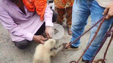 रामपुर: जिलाधिकारी आवास के ठीक सामने हिंदूवादी नेताओं ने एक मदारी के कब्जे से दो लंगूरों को आजाद कराया