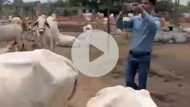 झालरापाटन: पशुपालन मंत्री ने झालरापाटन में गौशाला का दौरा किया, जोराराम कुमावत ने गोसंसार गौशाला की व्यवस्थाओं का अवलोकन किया