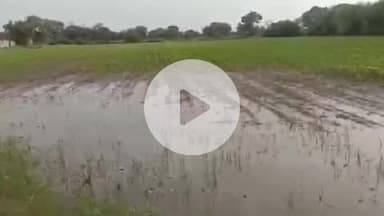 झालरापाटन: झालरापाटन में लगातार बारिश से फसलें बर्बाद, खेतों में भरे पानी से फसलें गलने लगीं, किसानों ने मुआवजे की मांग की