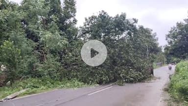 महाराजगंज: राजकीय पॉलिटेक्निक पुरैना के पास सड़क पर गिरा आम का पेड़, आवागमन हुआ ठप व विद्युत आपूर्ति हुई बाधित