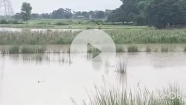 आरा: आरा सदर प्रखंड के कई गांव के खेतों में फैला बाढ़ का पानी, मक्के और सब्जी की फसल हुई बर्बाद, किसान परेशान