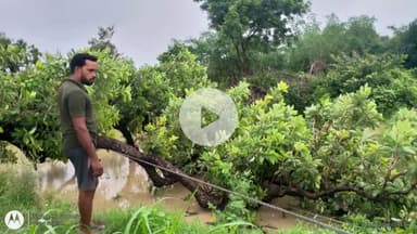 शाहगंज: शहाबुदीनपुर गांव में एचटी लाइन के तार पर गिरा पेड़, जिससे आपूर्ति ठप हो गई