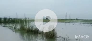 शाम्हो अकहा कुरहा: गंगा-क्युल नदी के बढ़ते जलस्तर से शाम्हो में बाढ़ का खतरा, खेत जलमग्न, आवागमन प्रभावित