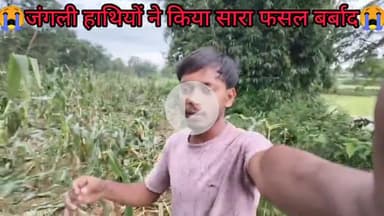 😭जंगली हाथियों ने किया सारा फसल बर्बाद😭😭 @jh_phani_mahto#Gola#reelsvideo #ytshort #ytshort #shorts #kumhardaga