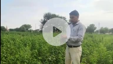 लोहारू: ग्वार फसल में रोगों की आशंका, कृषि विभाग ने किसानों को दिए बचाव के उपाय