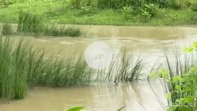 कौआकोल: भलुआही गांव के पास आहार में डूबने से एक बालक की मौत हुई