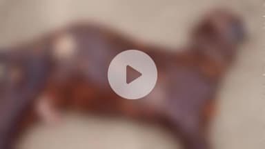 बाली: बाली उपखंड के कोठार स्थित पहाड़ी पर पैंथर ने पशुपालक की बकरी पर किया हमला, बकरी की मौत के बाद पैंथर हुआ गायब