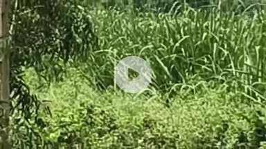 अमरोहा: डिडौली के गांव शेखुपुर गुर्जर में बाइक सवार को खेत में दिखाई दिया तेंदुआ