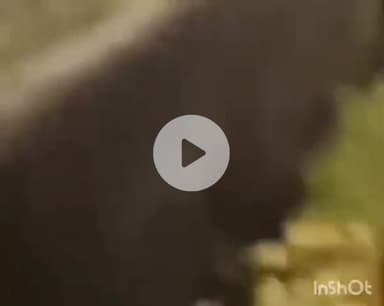 ग्वालियर गिर्द: ग्वालियर: शब्द प्रताप आश्रम में विवाद, युवक कट्टा लहराते हुए आया नजर