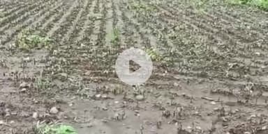 इछावर: इछावर क्षेत्र में अमानक दवा की वजह से फसल हुई खराब, किसान ने की दवा विक्रेता के खिलाफ कार्रवाई और मुआवज़े की मांग