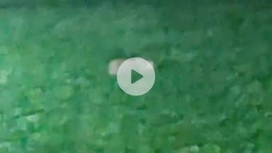 भोकरदन: पिंपळगाव रे.परिसरात व शेत शिवारात आढळला बिबट्या जंगली प्राण्यांचे शेतकऱ्यांचा जनावरांचा फाडसा पाडल्याची प्राथमिक माहिती